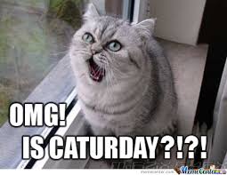 Leadership role whatsapp group admin funny memeinterviewer: Caturday By Freshprinceofmeme Meme Center