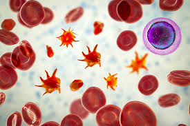 Microscopic-style illustration of blood showing activated platelets, red blood cells, and a white blood cell