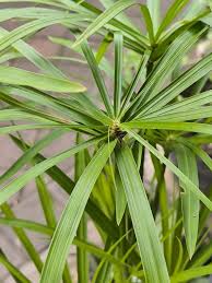 Image result for Cyperus deciduus