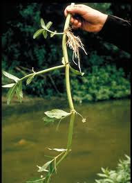 Image result for Eragrostis echinochloidea