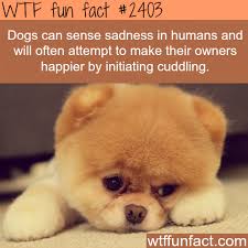 Dogs Can Sense Sadness In Humans Wtf Fun Facts Dog Facts Fun Facts