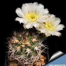 Painting mountain landscapes with gouache. Acanthocalycium Thionanthum