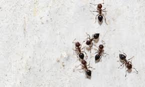B & d pest solutions has been servicing homes for many years. B D Pest Solutions Llc Reviews Oakland Nj Angi