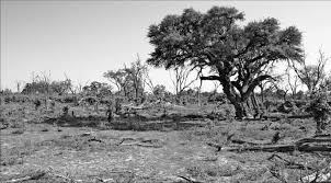 Image result for Acacia erioloba