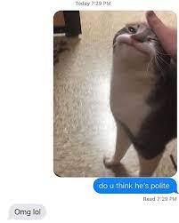Pin On Cats
