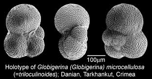 Image result for Microcoelia globulosa