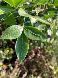 Image result for Searsia pyroides