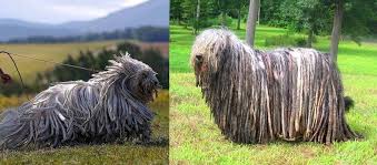L Amour Dans On Twitter Bergamasco Coban Kopegi Paspasa Benzeyen Bu Kopek Turu Italya Nin Bergamo Sehrinde Yetistirilmektedir Ve Coban Kopegi Irkina Mensuptur Adini Bulundugu Sehir Olan Bergamo Dan Almistir Tuyleri Karisik Ve Kalindir Bu Nedenle