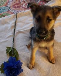 Why buy a puppy for sale if you can adopt and save a life? German Shepherd Puppies For Sale Near Me