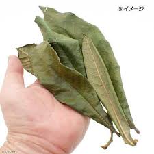 国産 びわの葉 ３０ｇ 小動物用のおやつ 無添加無着色 ハムスター 餌 の通販はau Pay マーケット チャーム