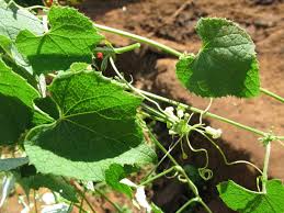 Image result for Zehneria scabra