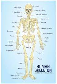 Skeleton bone diagram of hip, foot, knee and ankle joint with names for medical education poster template. Human Skeleton Anatomy Anatomical Chart Poster Print Posters Allposters Com