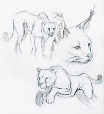 Pin By Paula Shields On Art Ideas Animal Sketches Animal Drawings Pencil Drawings Of Animals