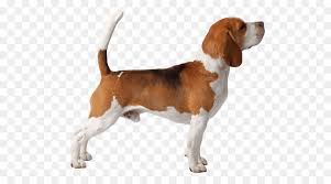 De français tricolore is een door de fci erkend en van oorsprong in frankrijk gefokt hondenras. Beagle Harrier English Foxhound Grand Anglo Francais Tricolore American Foxhound Droopy Dog Png Herunterladen 567 489 Kostenlos Transparent Hund Png Herunterladen