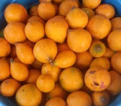 Image result for Pouteria altissima