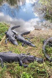 15 Best U S National Parks For Wildlife Watching National Parks Blog Everglades National Park Florida Everglades National Park National Parks