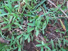 Image result for Chloris pycnothrix