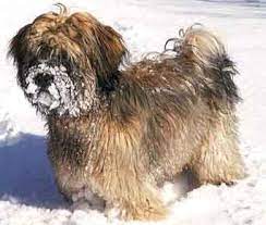 More tibetan terrier puppies for sale. Canada Tibetan Terrier Breeders Grooming Dog Puppies Reviews Articles Muamat