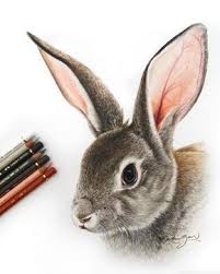 Les Dessins Tres Realistes De L Artiste Robin Gan Art De Crayon De Couleur Dessin Lapin Dessin Crayon De Couleur