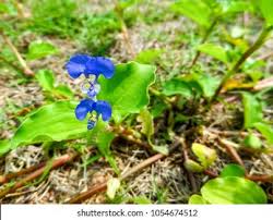 Image result for Commelina reptans