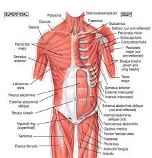 Part of the way it does this is by using trigger points. Muscle Charts Massagelongbeachca Com