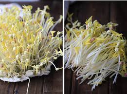Rolling tightly helps the sprouts grow thicker & this technique is similar to where a heavy object is placed over soaked seeds or beans so they grow thicker sprouts. Mung Bean Sprouts How To Sprout Mung Bean At Home And Salad China Sichuan Food