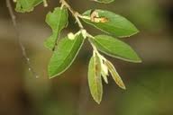 Image result for Grewia monticola