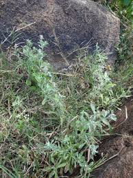 Image result for Gnaphalium polycaulon