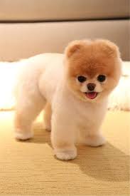37 Boo The Dog Pics The Cutest And Most Famous Dog In The World Dogs Boothedog Doglover Pets Boo The Cutest Dog Boo The Dog Famous Dogs