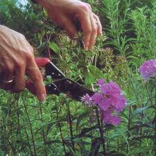 Maybe you would like to learn more about one of these? Off With Their Heads Deadheading Perennials Finegardening