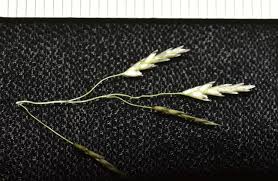 Image result for Eragrostis tenuifolia