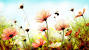Flower Pinterest Wallpaper Desktop