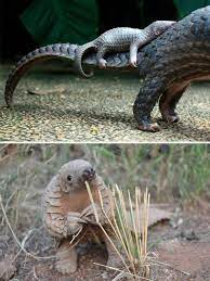Pangolins are the cutest animals compilation! Baby Pangolin Aww