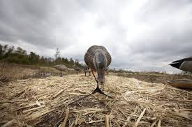 We did not find results for: Jeff Foiles Was A Rock Star In The World Of Waterfowl Hunting Until The Feds Drew A Target On His Back Feature St Louis St Louis News And Events Riverfront Times