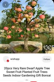 Dwarf fruit trees offer one wonderful way for gardeners to make the most of the space they have available. Plants Seeds Bulbs Apple Tree Seeds Sweet Fruit Planted Very Rare Dwarf Fruit Trees Seeds 20pcs Yard Garden Outdoor Living
