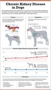 In Depth Kidney Disease In Dogs And Cats Renal Failure Kidney Disease Dogs