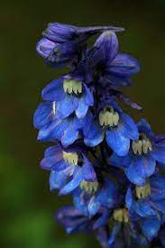 Delphinium Wikipedia The Free Encyclopedia Beautiful Flowers Garden Delphinium Blue Flowers