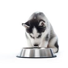 What to feed newborn kittens? How Long Can A Puppy Go Without Water Puppy Pointers