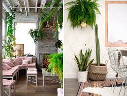Learn more about the sword fern & buy online from patch. Up Your Indoor Plant Game With Boston Ferns Lanalou Style