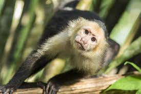 This Is The White Headed Capuchin Monkey Also Called White Throated And White Faced Capuchin They Are F New World Monkey Capuchin Monkey White Faced Capuchin