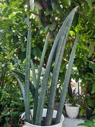 Image result for Sansevieria sinus-simiorum