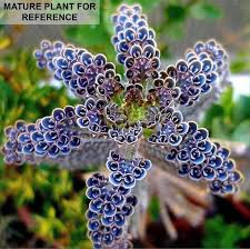 Pin On Garden Pics