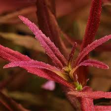 Image result for Limnophila fluviatilis