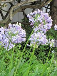 Iconic Agapanthus Africanus Agapanthus Africanus Agapanthus Healthy Plants