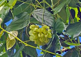 Image result for Indigofera monantha