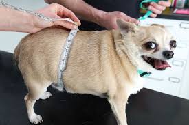Image result for chihuahua big obesity