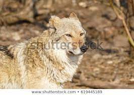 Male Steppe Wolf Caspian Sea Wolf Steppe Wolf Canis