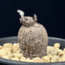 Image result for Ipomoea linosepala