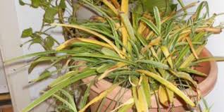 They can tolerate heavy shade, but their growth won't be as robust. Solutions To Yellow Leaves On Spider Plants Garden Lovers Club