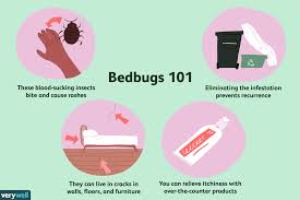 Image result for bedbugs bites